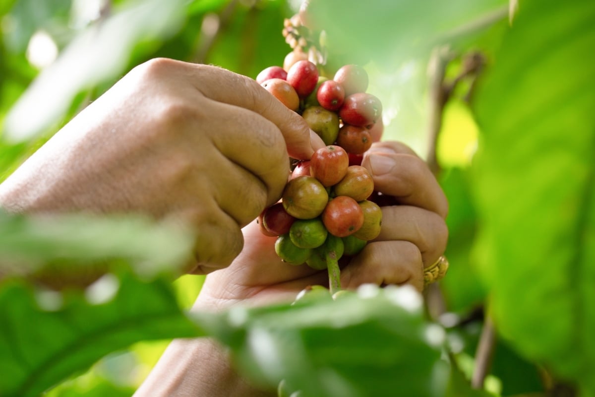 coffee_harvest coffee_harvest